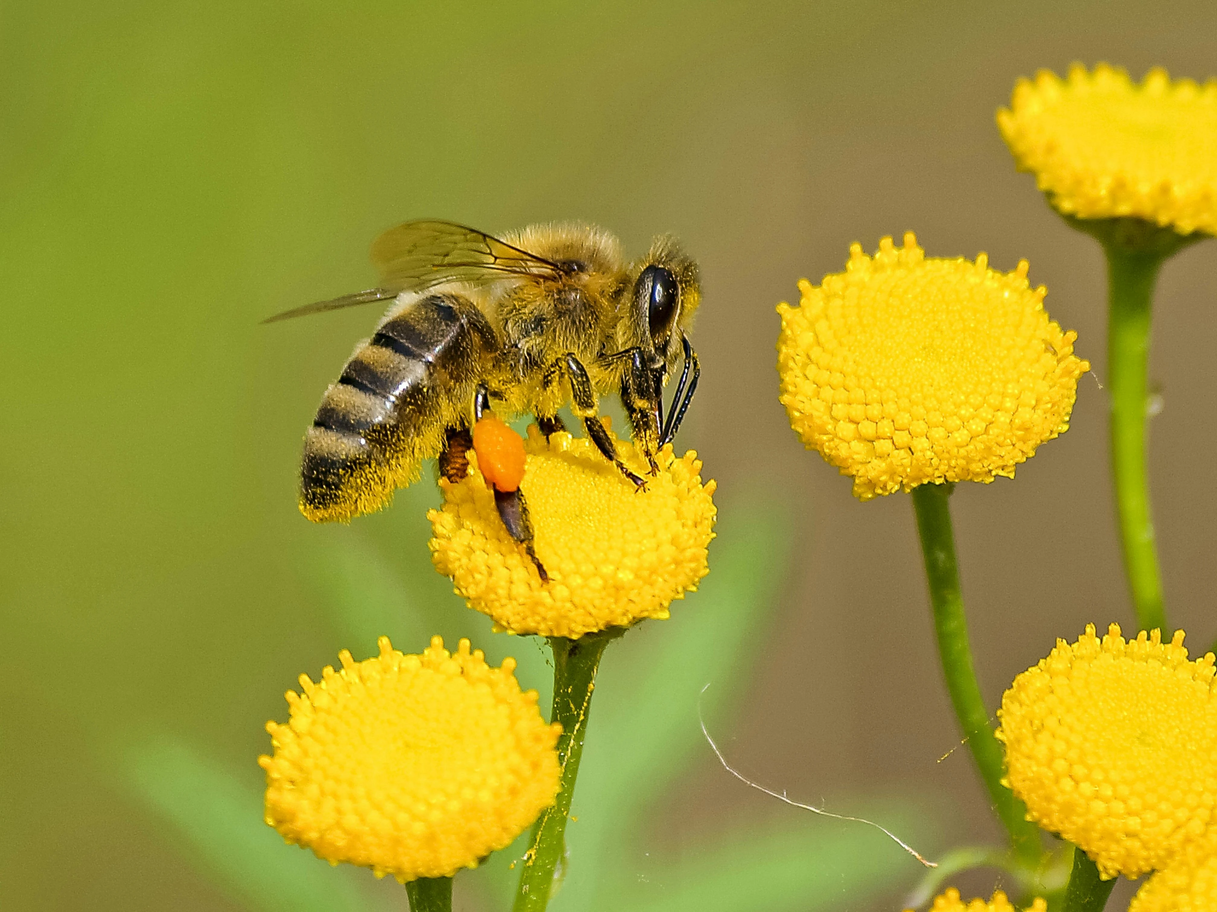 Pesticidi vs Api: una battaglia silenziosa che ci riguarda tutti
