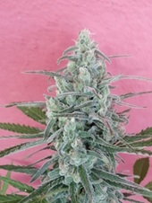 La giornata internazionale della cannabis: una celebrazione della scienza e della natura