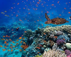  22 Maggio – Celebriamo la Biodiversità