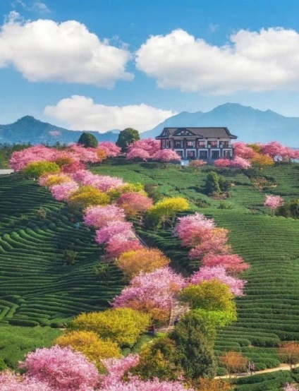 La Fioritura e dei Campi di Tè e dei ciliegi a Longyan, Cina: una Celebrazione della Cultura e della Coltura del Tè