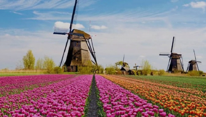 La magia dei tulipani: un mare di colori nei campi d’Olanda