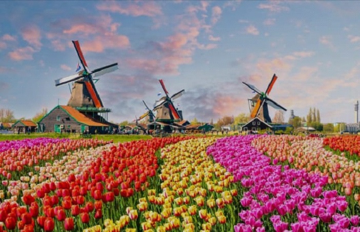 Tulipani2