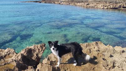 Zampe Felici: Come gli Animali Domestici Rendono la Vita Migliore