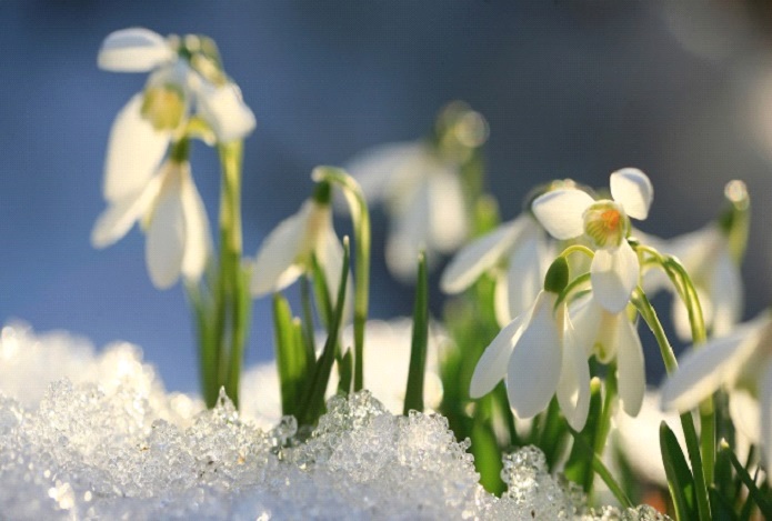  "Fiori e Ortaggi Invernali: La Magia dei Colori e dei Sapori nei Giardini del Mondo"
