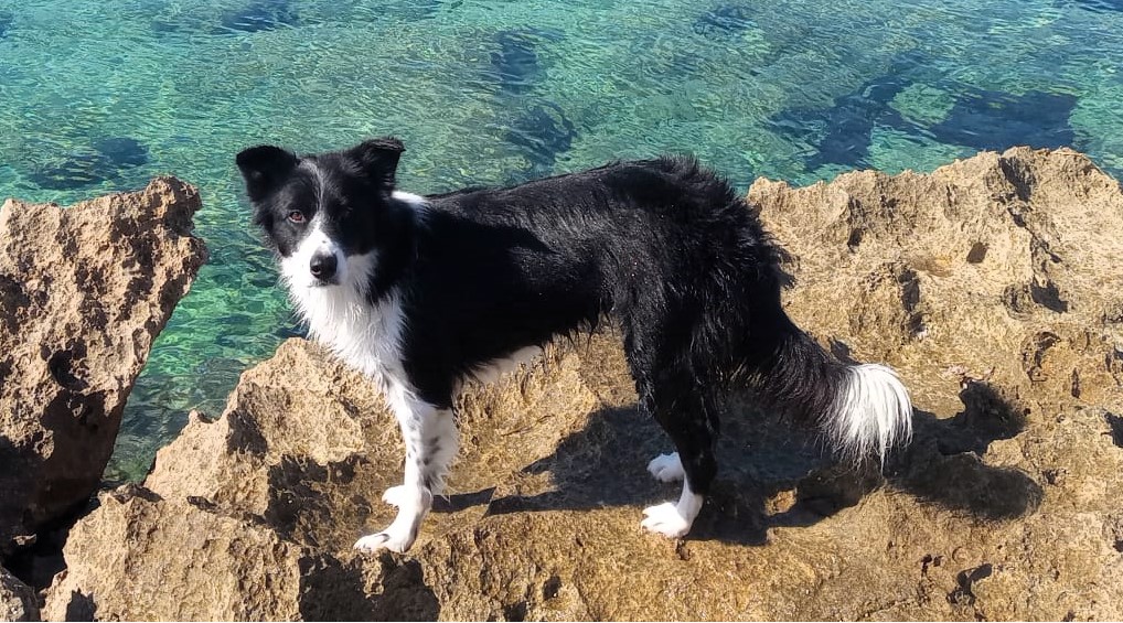 pet1