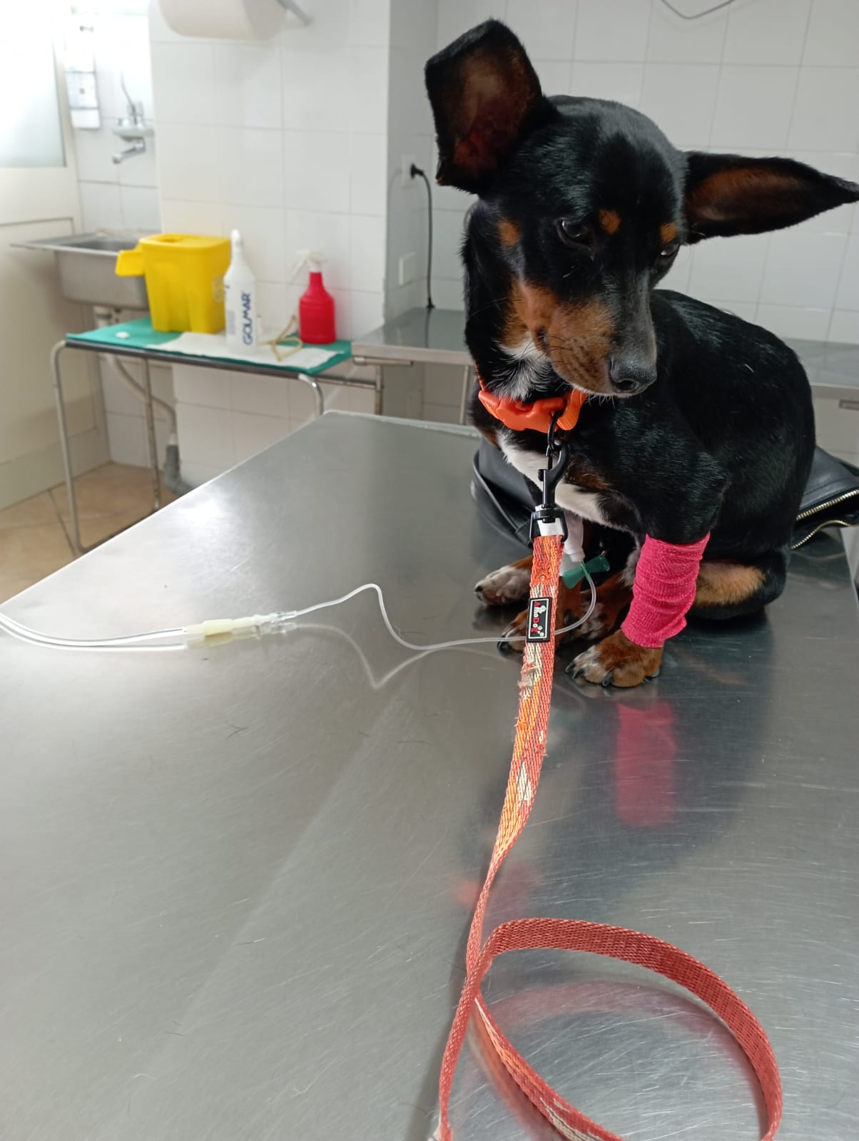 Zampe Felici: Celebriamo il Pet Day e l’Amore per gli Animali