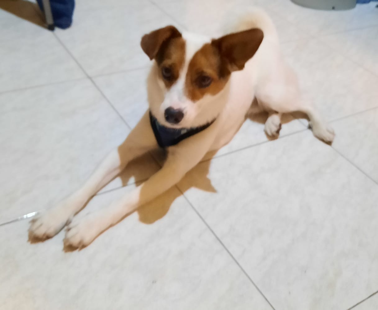 pet2