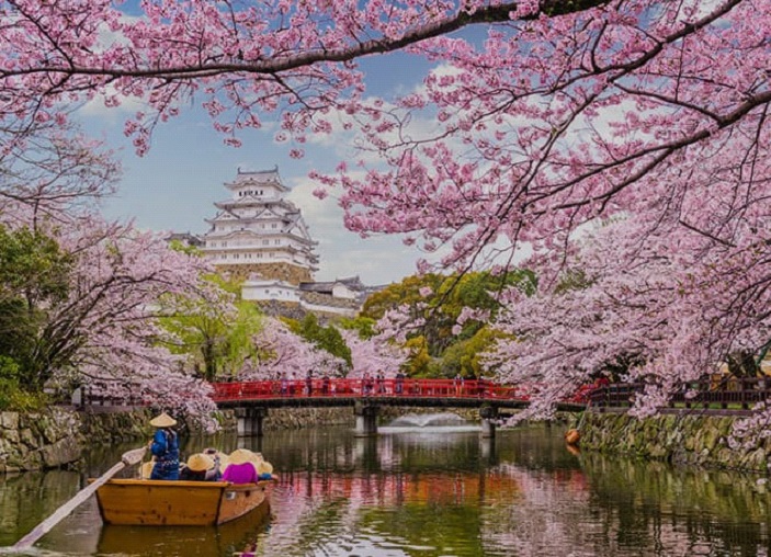 La Magia dei Sakura: la Fioritura dei Ciliegi in Giappone