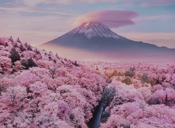 Sakura2
